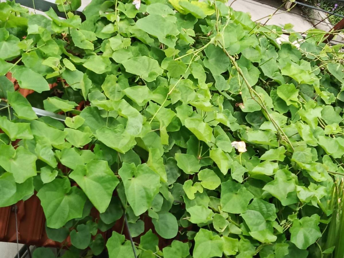 Green Space Homestay Ninh Binh Dış mekan fotoğraf