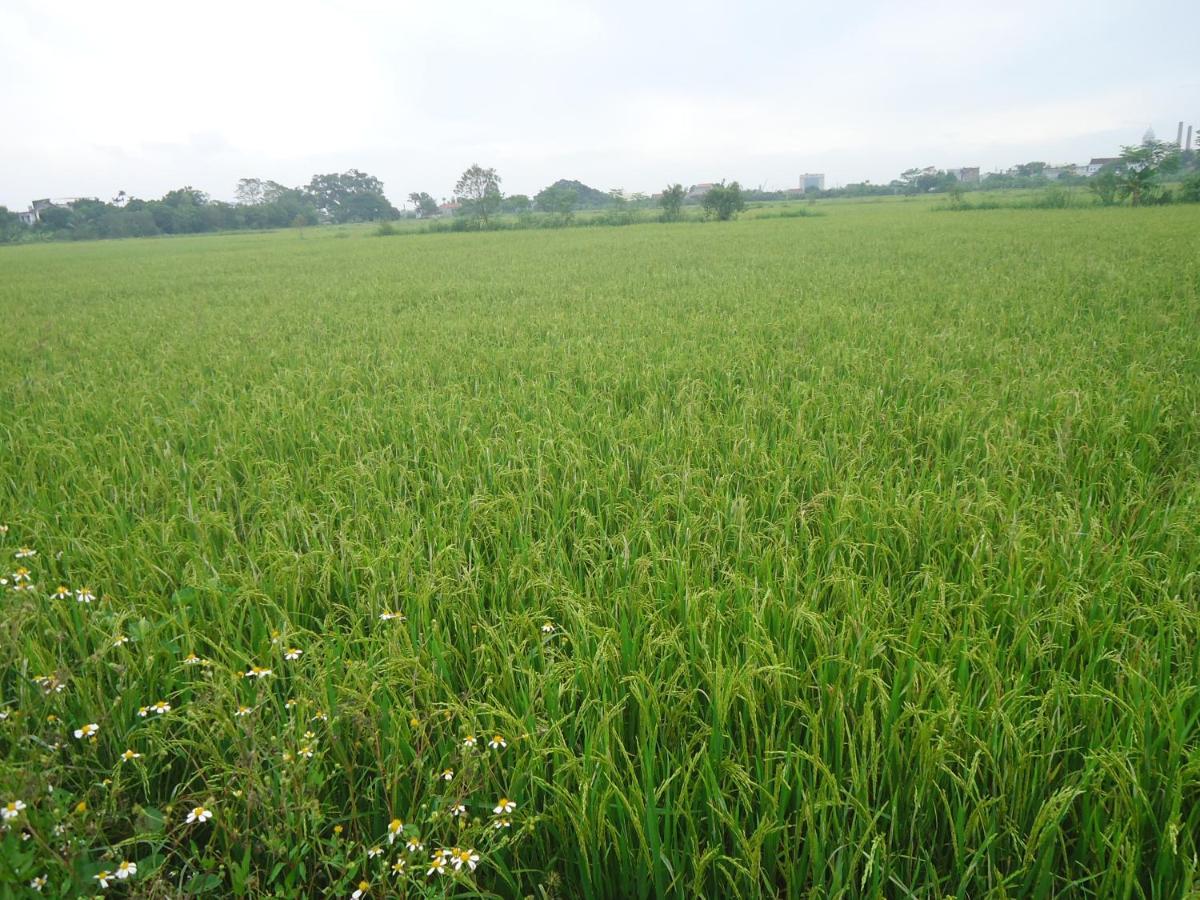 Green Space Homestay Ninh Binh Dış mekan fotoğraf
