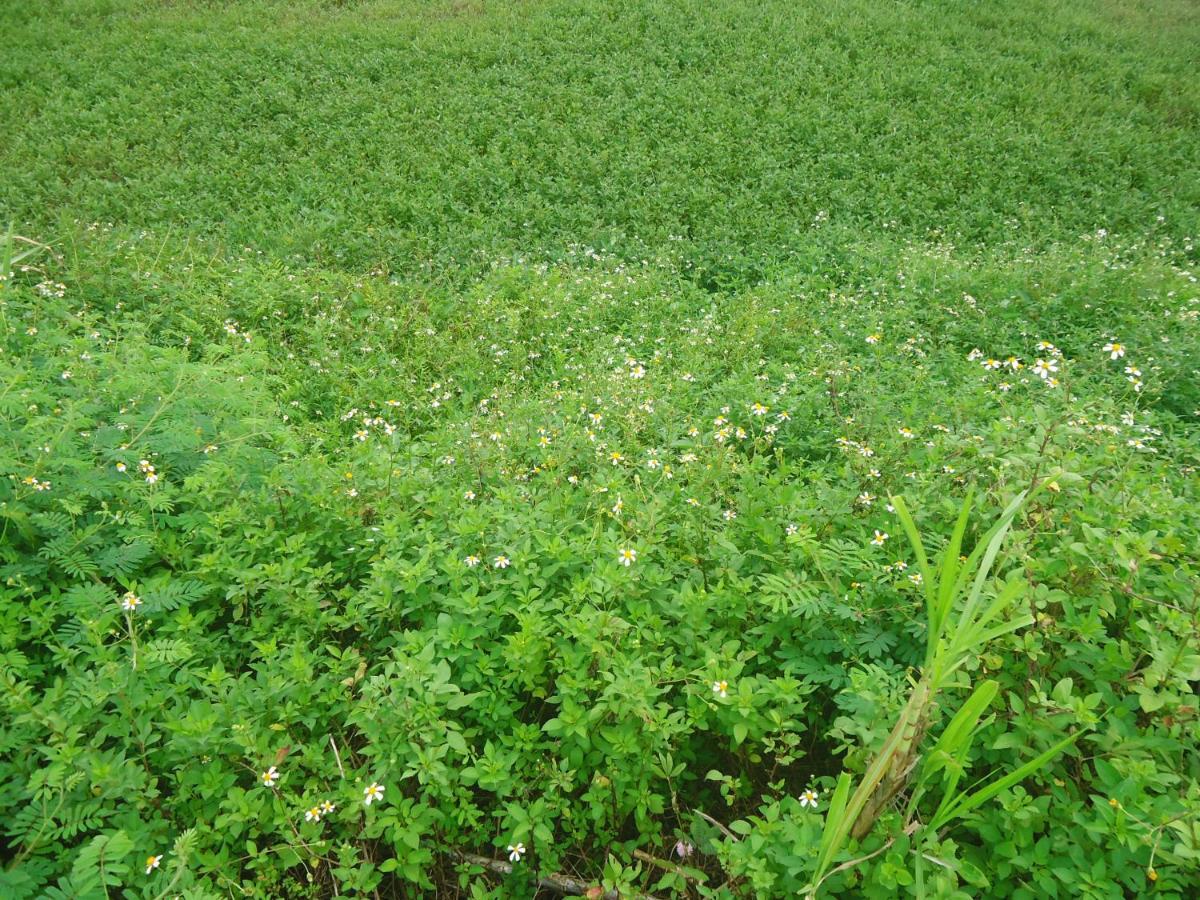 Green Space Homestay Ninh Binh Dış mekan fotoğraf